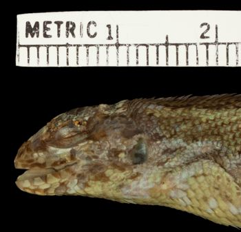 Media type: image;   Herpetology R-53919 Aspect: head lateral